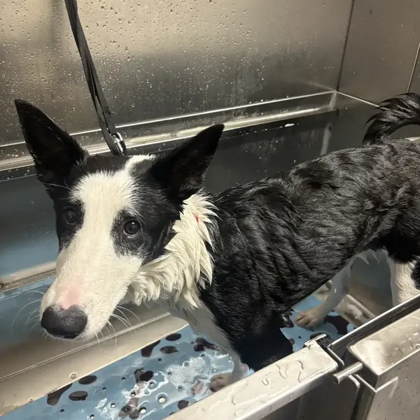 Professional dog bath at K9 Rox Club grooming